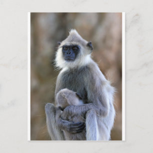 Langur monkey vykort