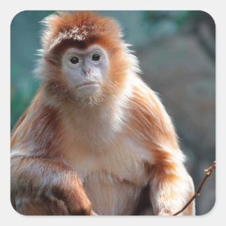 Langur Monkey Wildlife Animal Photo Fyrkantigt Klistermärke