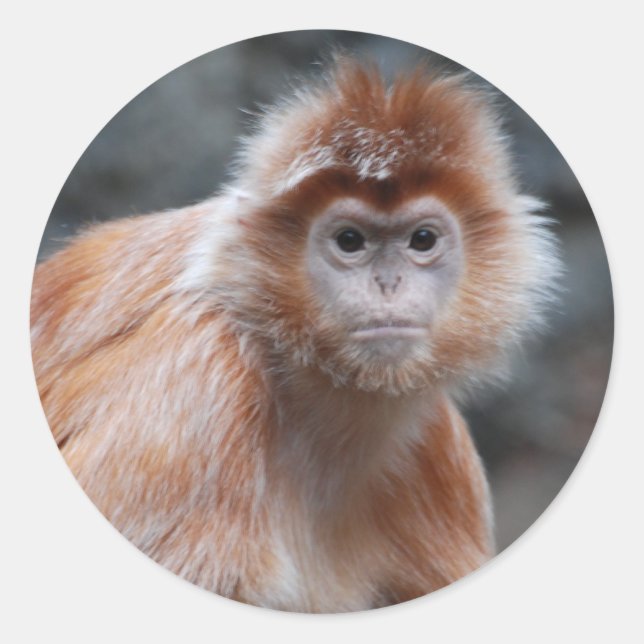 Langur Stickers Runt Klistermärke (Framsida)