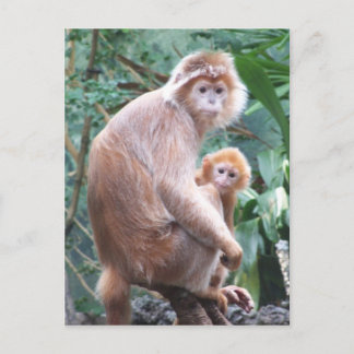 Langurapamor & baby vykort
