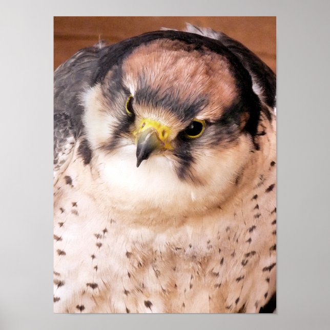 LANNER FALCON BIRD POSTER (Framsidan)