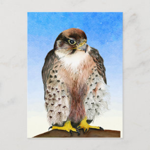 Lanner Falcon Bird Watercolor Painting Postcard Vykort