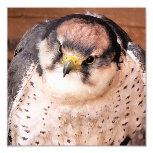 LANNER FALCON FOTOTRYCK (Framsidan)