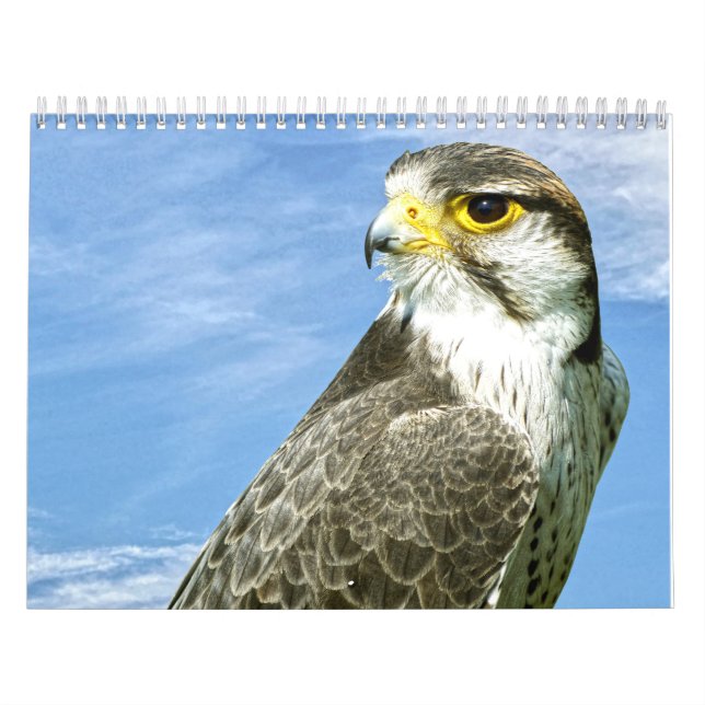 Lanner Falcon genomsöktes Kalender (Omslag)