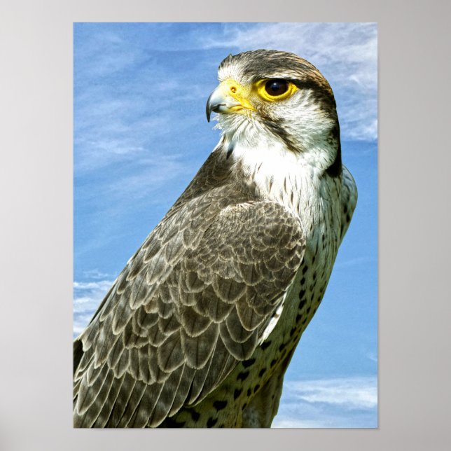 Lanner Falcon genomsöktes Poster (Framsidan)