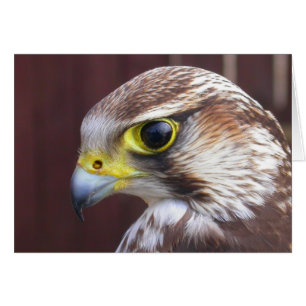 Lanner Falcon Hälsningskort