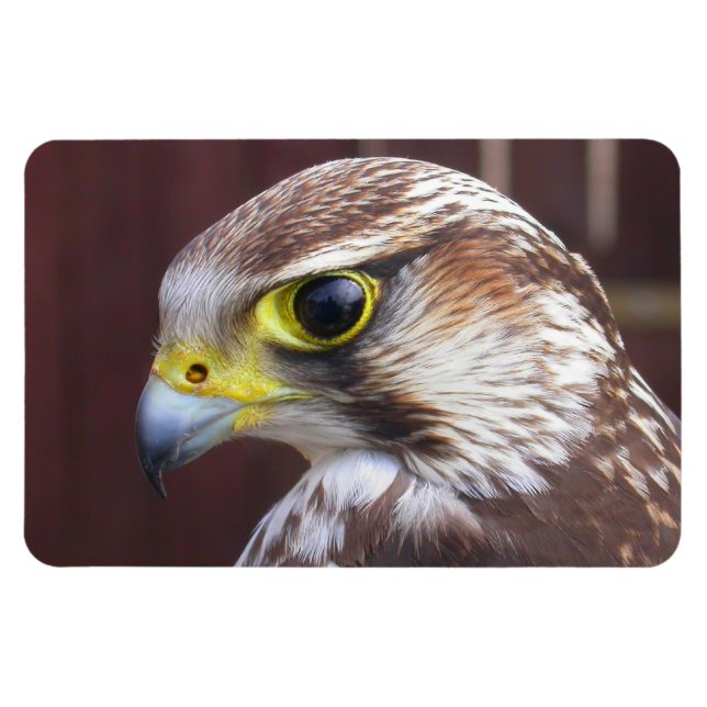 Lanner Falcon Magnet (Horisontell)