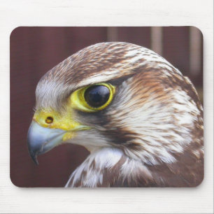 Lanner Falcon Musmatta