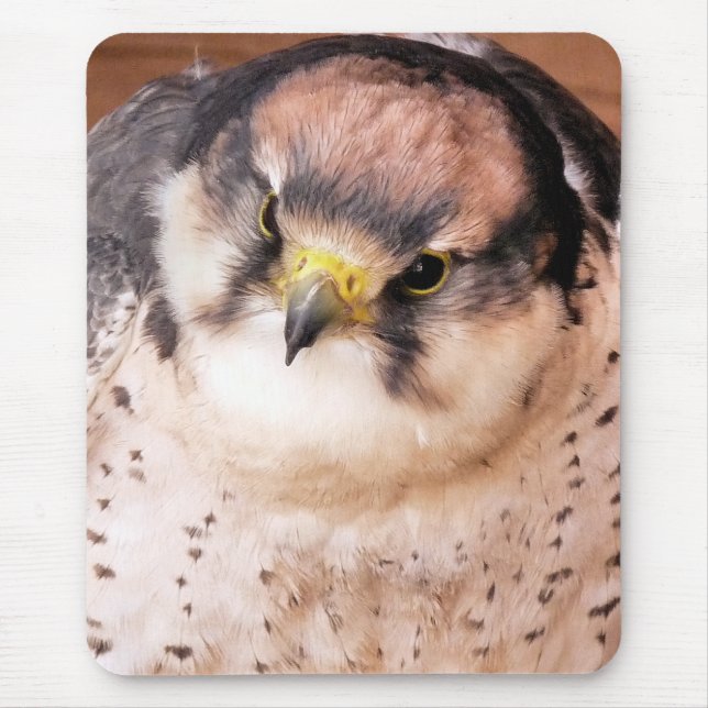 LANNER FALCON MUSMATTA (Framsidan)