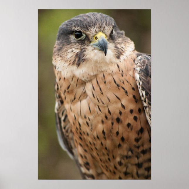 Lanner Falcon Poster (Framsidan)