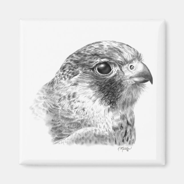 Lanner Falcon Teckning Magnet (Framsidan)