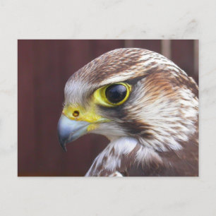 Lanner Falcon Vykort