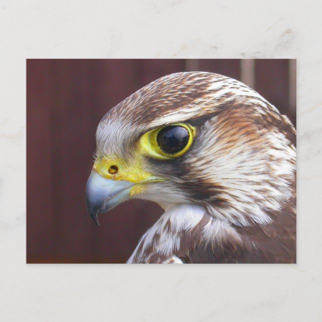 Lanner Falcon Vykort (Framsida)