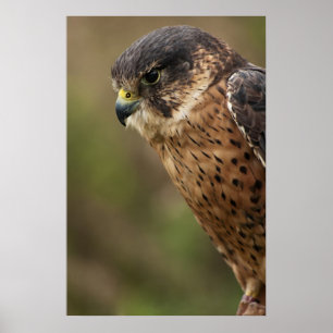 Lanner falk 2 poster