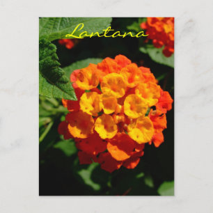 Lantana-blomma Vykort