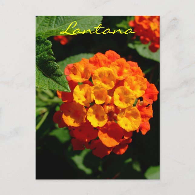 Lantana-blomma Vykort (Framsida)