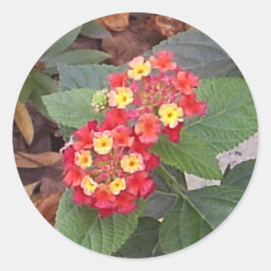 Lantana Blooms Sticker Runt Klistermärke