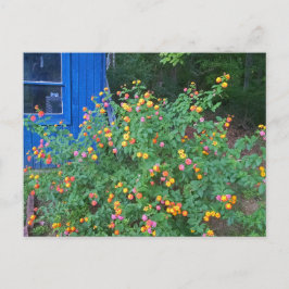 Lantana buske vykort