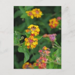 Lantana Camara Flowers Vykort