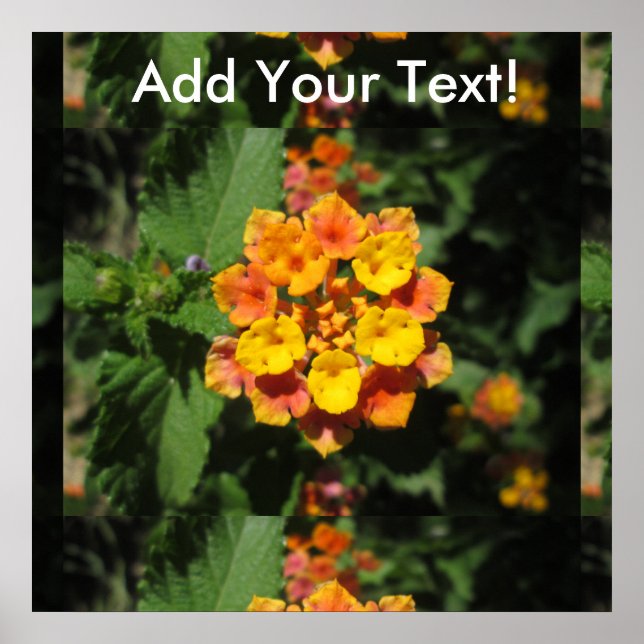 Lantana Desert Flower Poster (Framsidan)