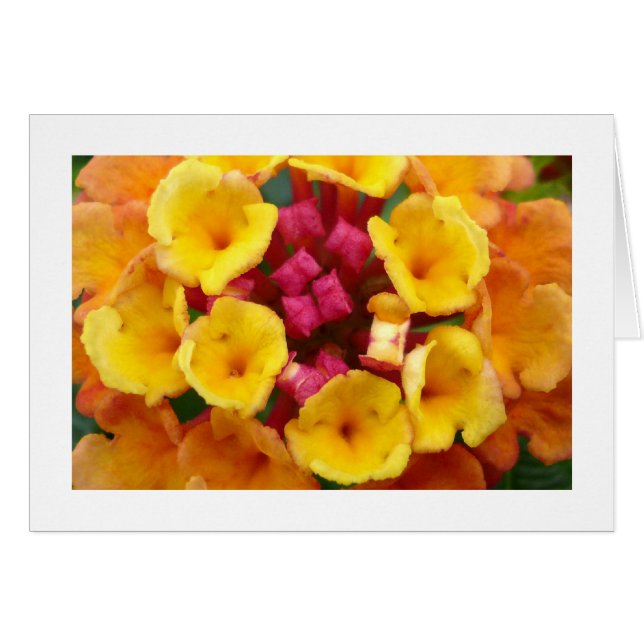 Lantana Flower II - Borderade Hälsningskort (Framsidan Horizontal)