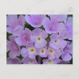 Lantana Flower vycard Vykort