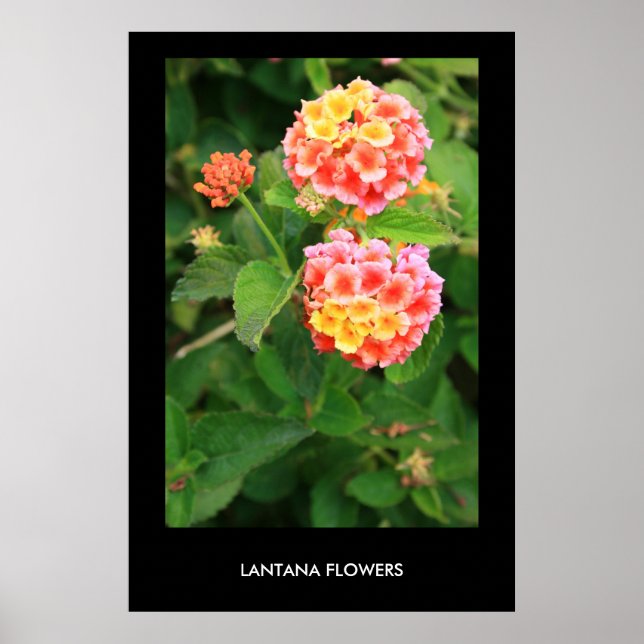 Lantana Flowers Poster,Skriv ut Poster (Framsidan)