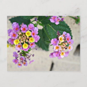 Lantana Flowers-vykort Vykort