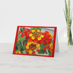 Lantana Kort