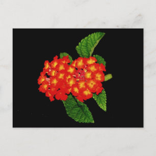 Lantana Vykort