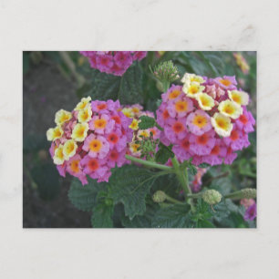 Lantana Vykort