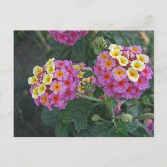 Lantana Vykort (Framsida)