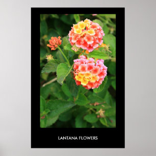 Lantanablommor affisch, tryck