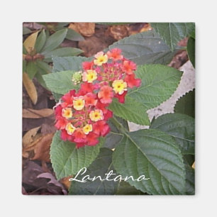 Lantanamagnet Magnet