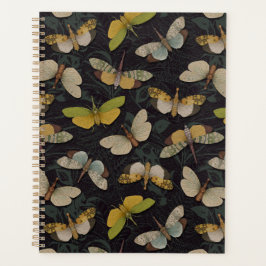 Lanternflies - Pyrops Candelaria & other Planthopp