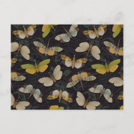 Lanternflies - Pyrops Candelaria & other Planthopp Vykort