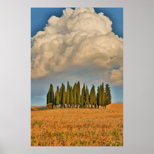 Lantlig cypress i toskana poster (Framsidan)