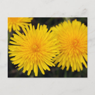 Lantlig gul maskrosblomma postkort vykort