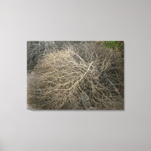 Lantlig Tumbleweed slågen in kanfaskonst Canvastryck