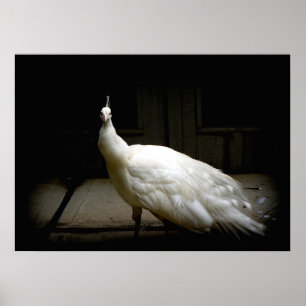 Lantligt foto för elegant fågel för poster