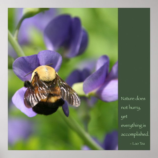 Lao Tzu-citattecken Poster (Framsidan)