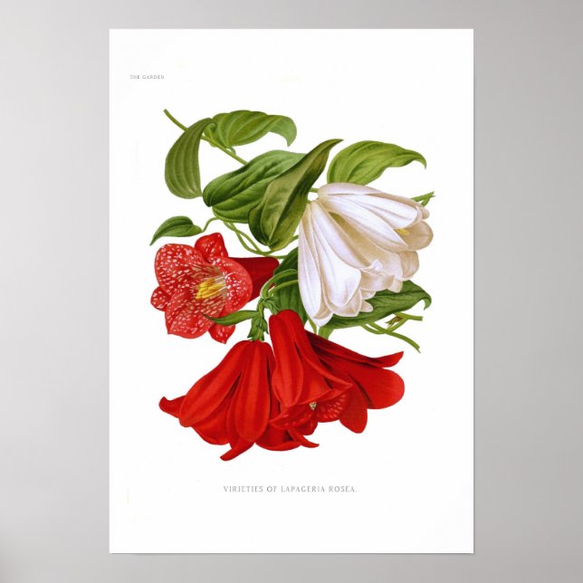 Lapageria rosea.(chilenska ringblomman) poster (Framsidan)