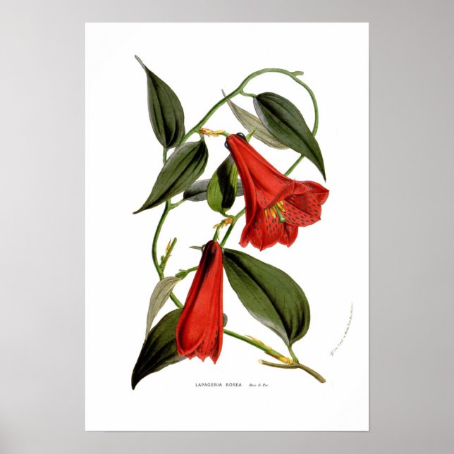 Lapageria rosea poster (Framsidan)