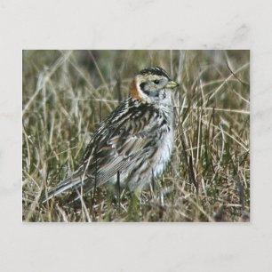 Lapland Longspur Vykort