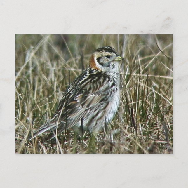 Lapland Longspur Vykort (Framsida)