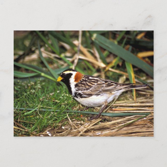 Lapland Longspur Vykort (Framsida)