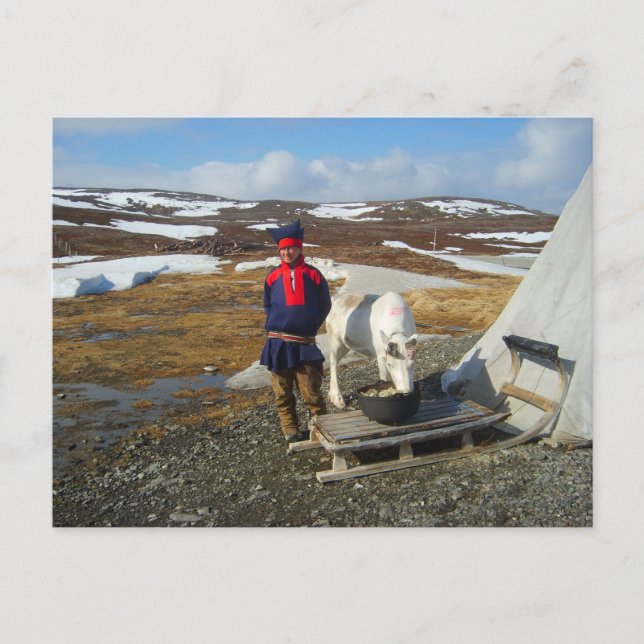 Lapland,  Sámi settlement with tent and cow Vykort (Framsida)