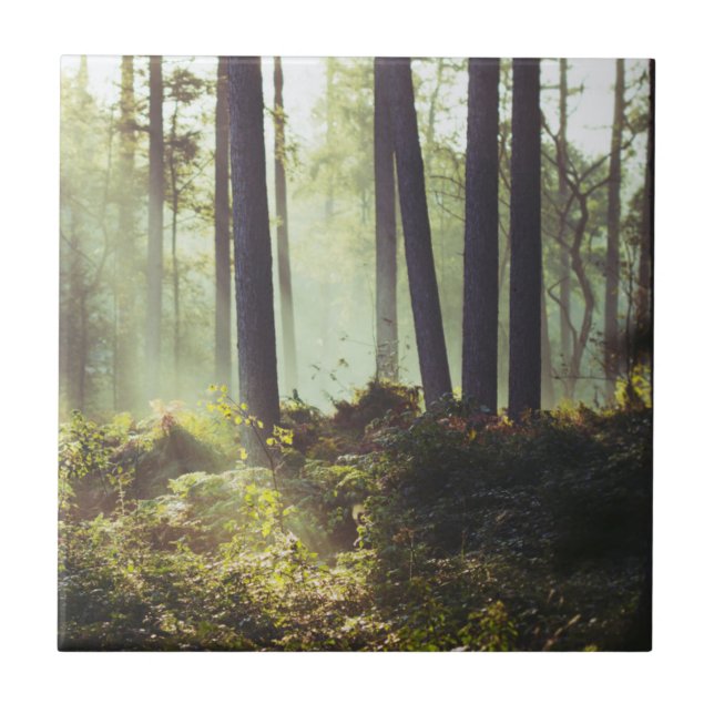Lappa av Underbrush i skogen Kakelplatta (Framsidan)