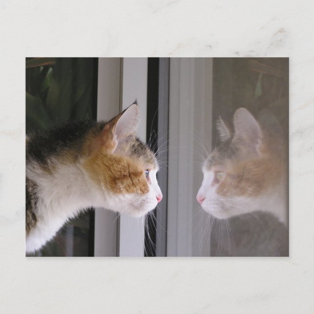 Lappar Meddelande Vykort (Framsida)