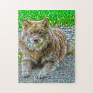 Lapphund Hund. Pussel